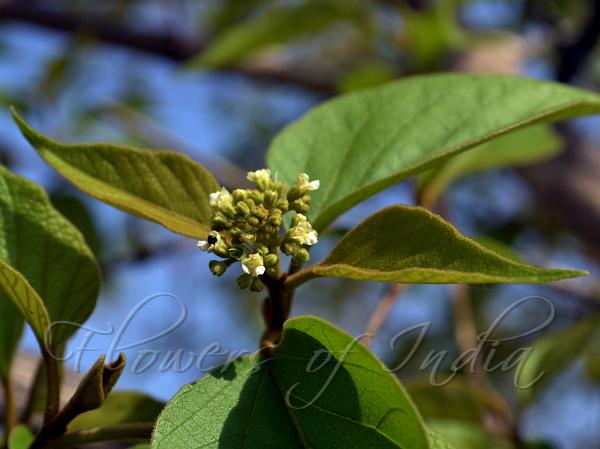 Woolly-Leaved Fire-Brand Teak